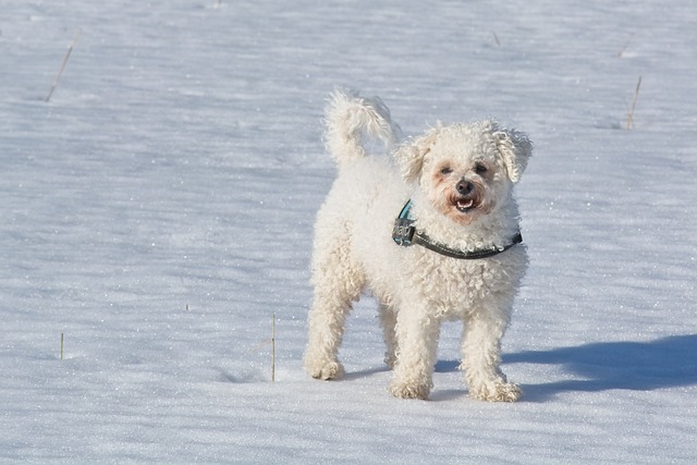 Bichon Frise