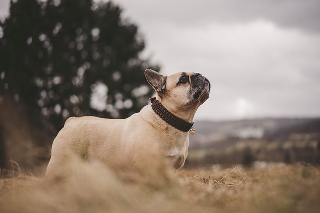 French Bulldog