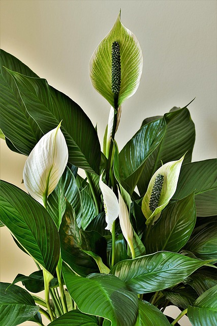 Peace Lily (Spathiphyllum)