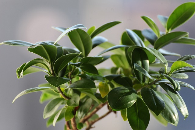 Rubber Plant (Ficus elastica)