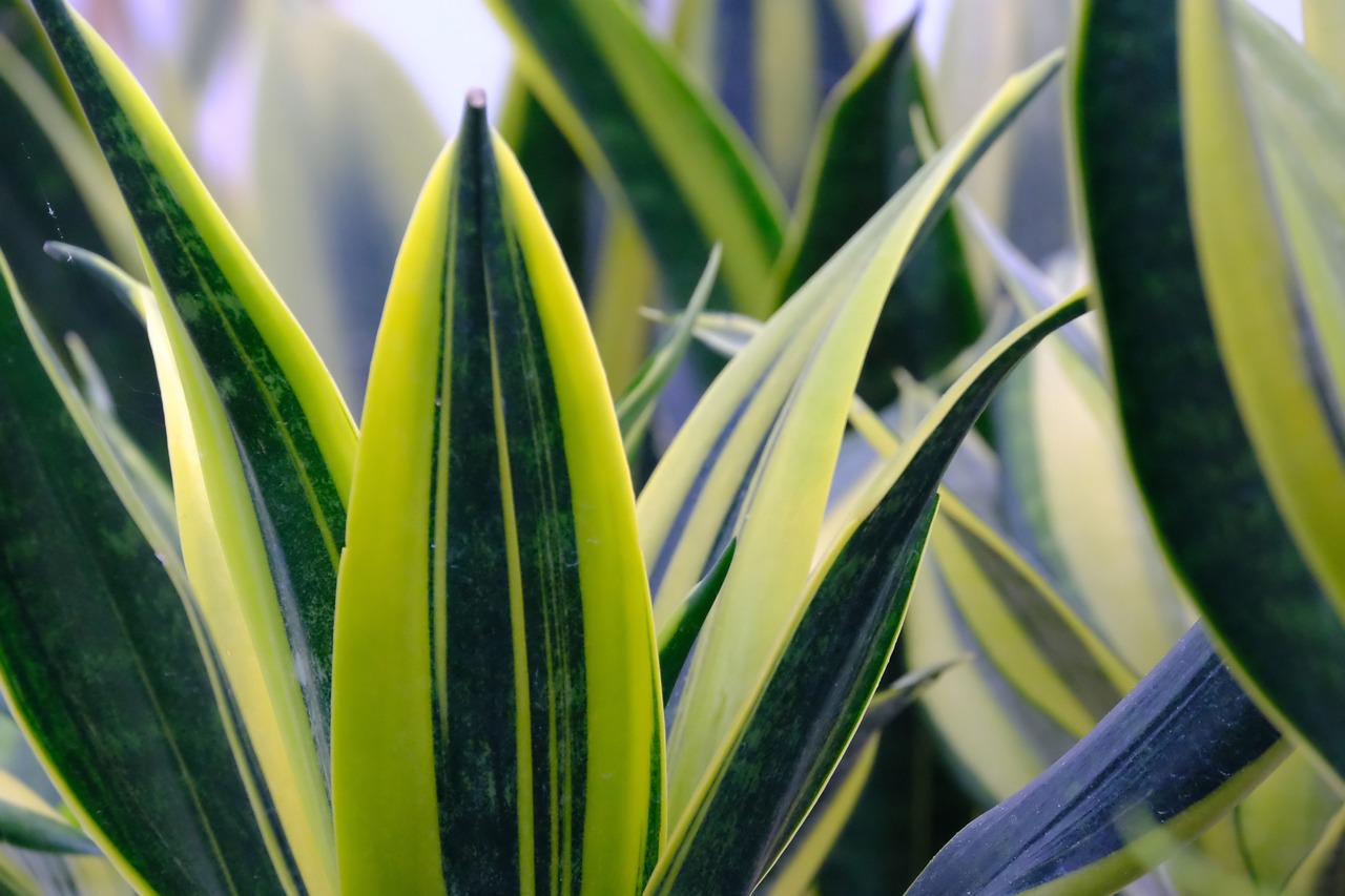 Sansevieria trifasciata