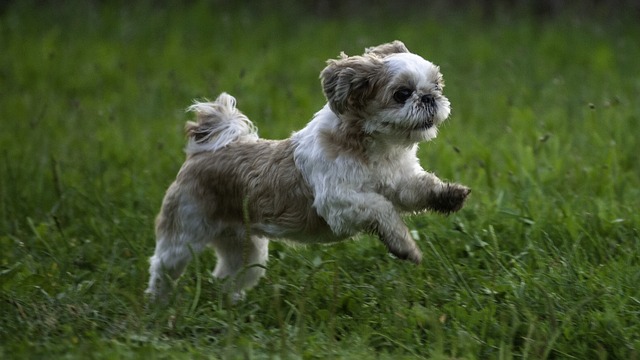 Shih Tzu