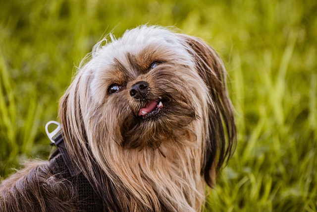 Yorkshire Terrier