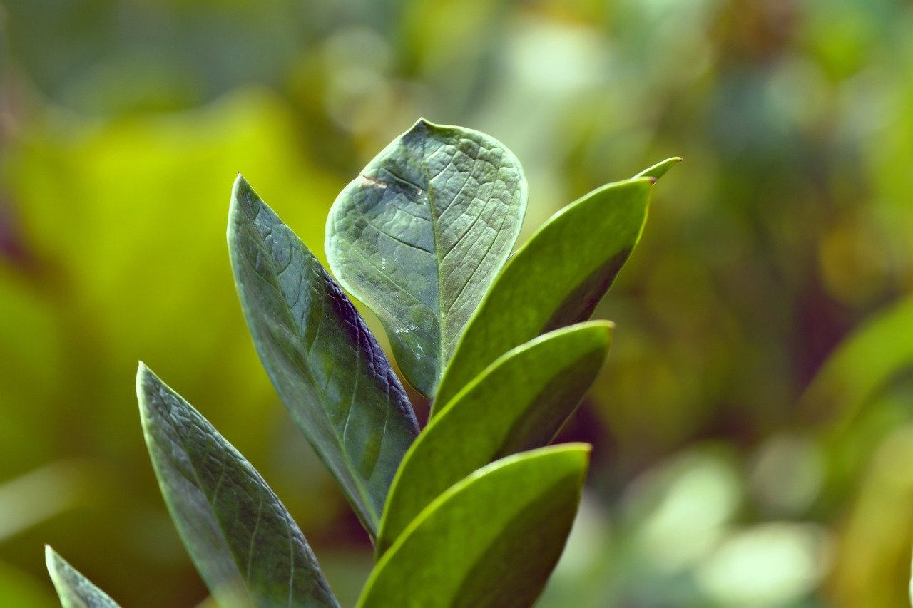 ZZ Plant (Zamioculcas Zamiifolia)