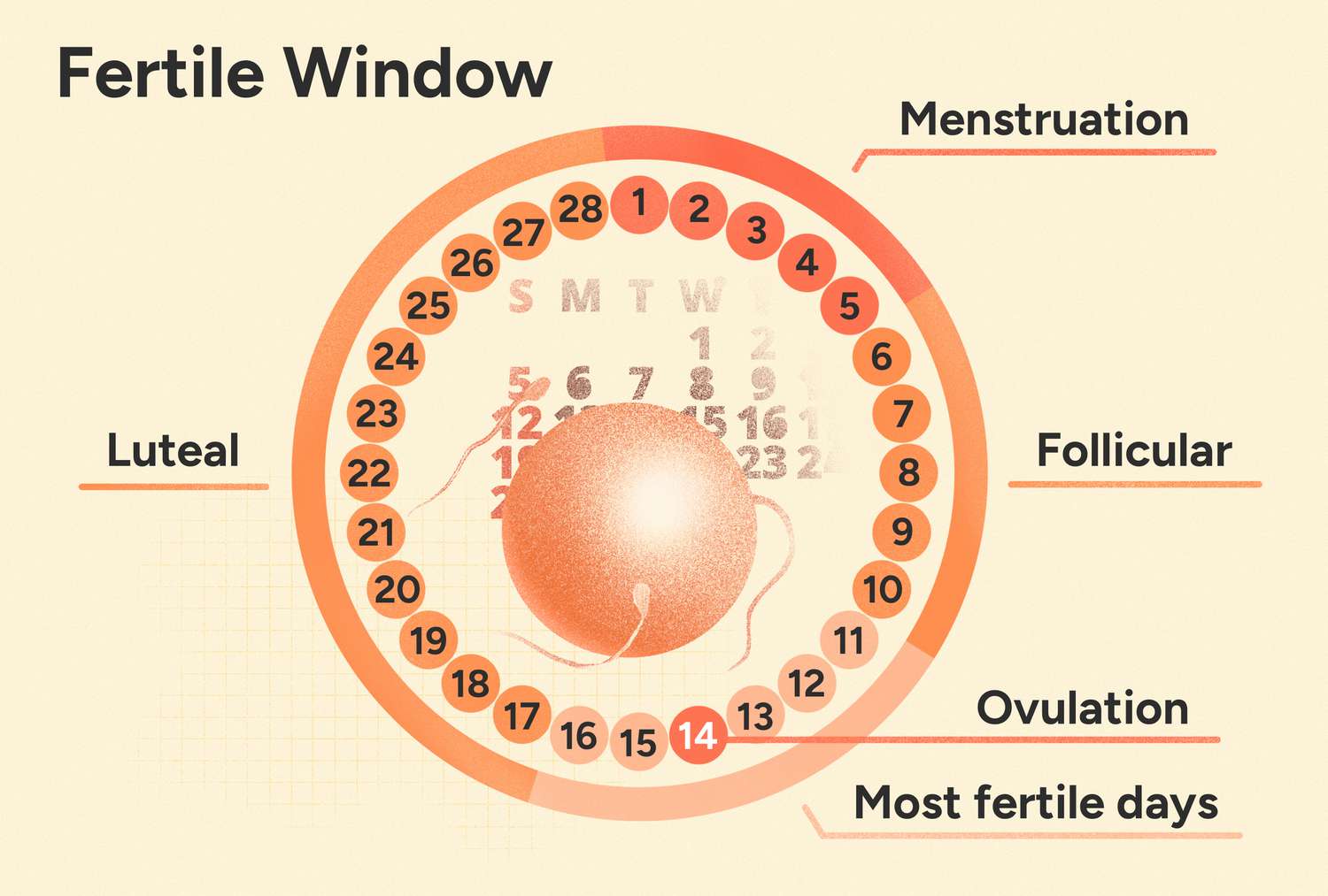 Fertility_Window
