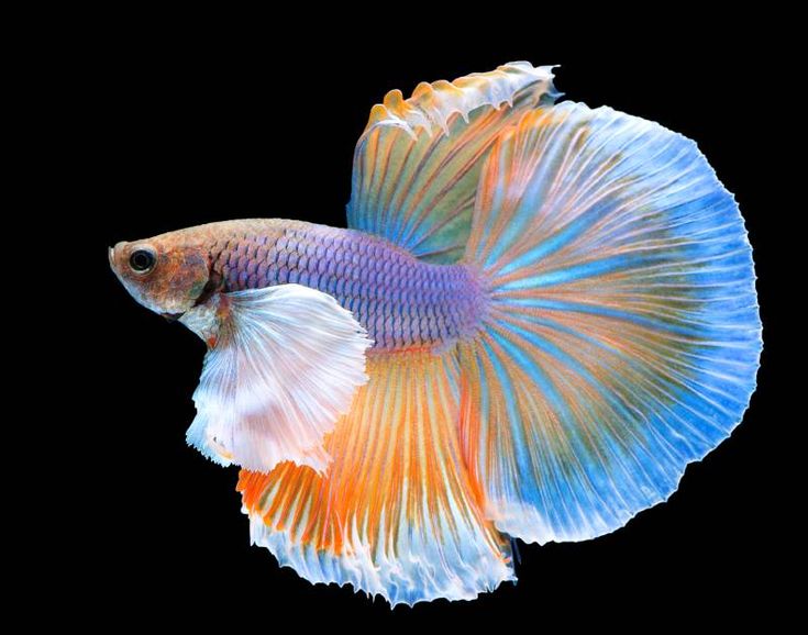 Betta_Fish