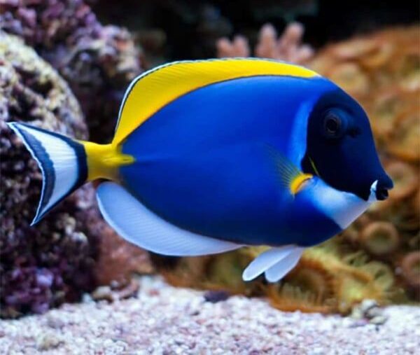 Blue Tang