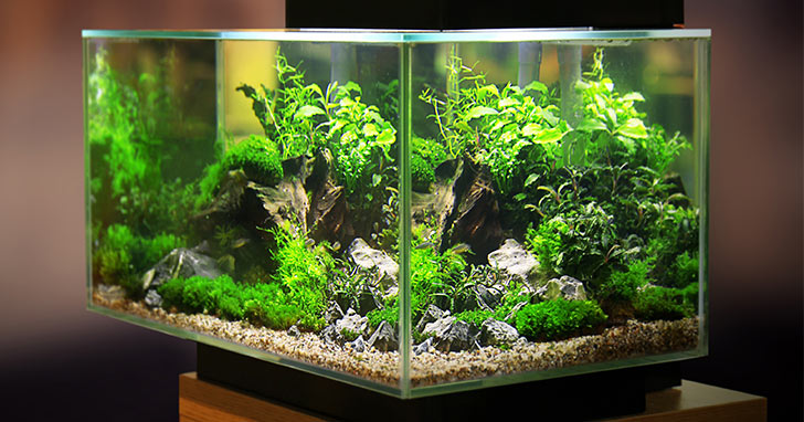 Live_Aquarium_Plants1