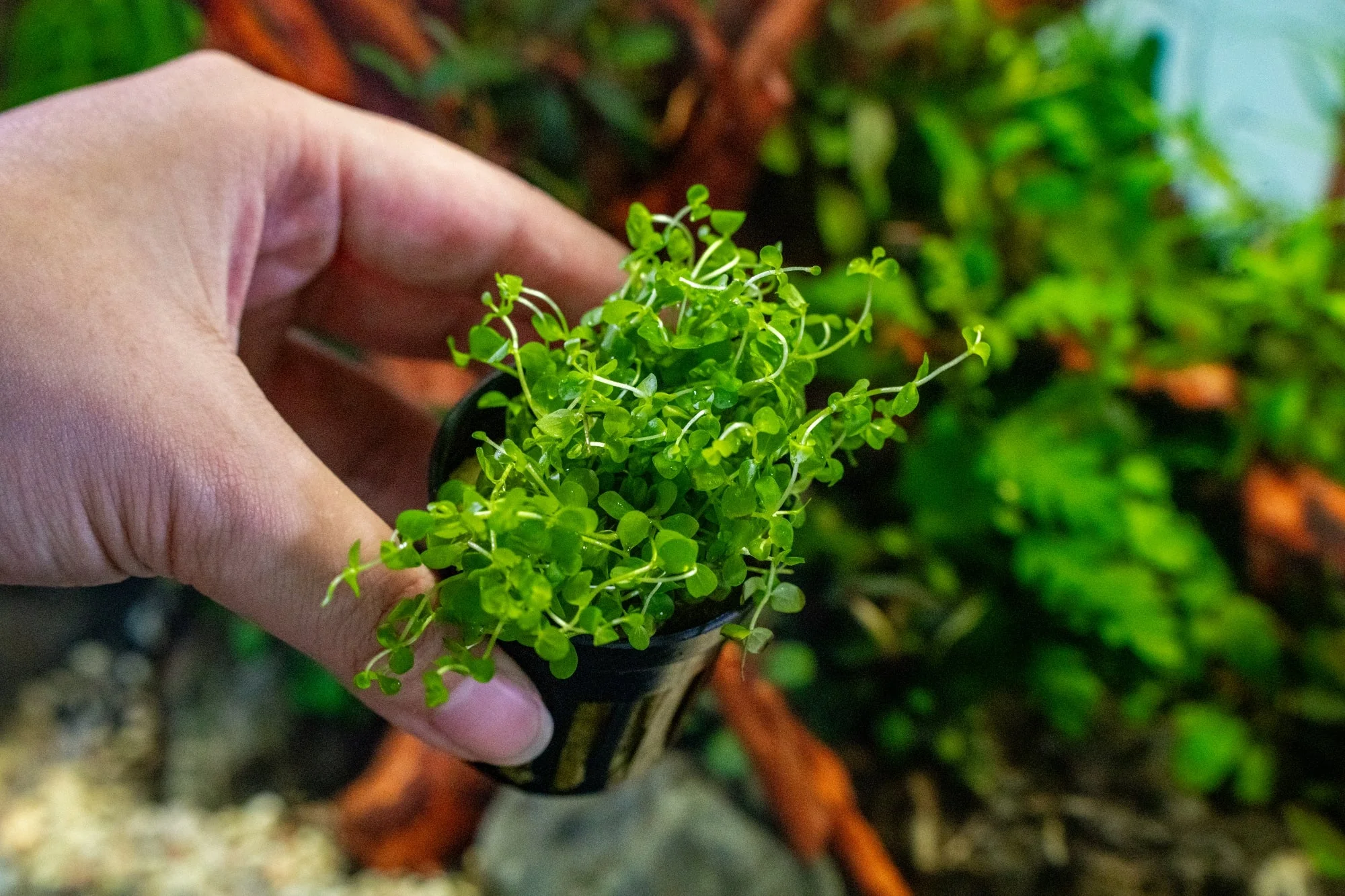 Monte Carlo (Micranthemum 'Monte Carlo')