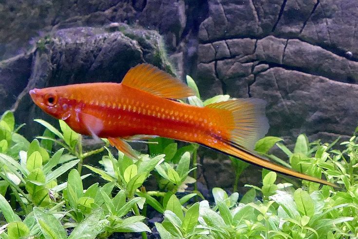 Swordtail