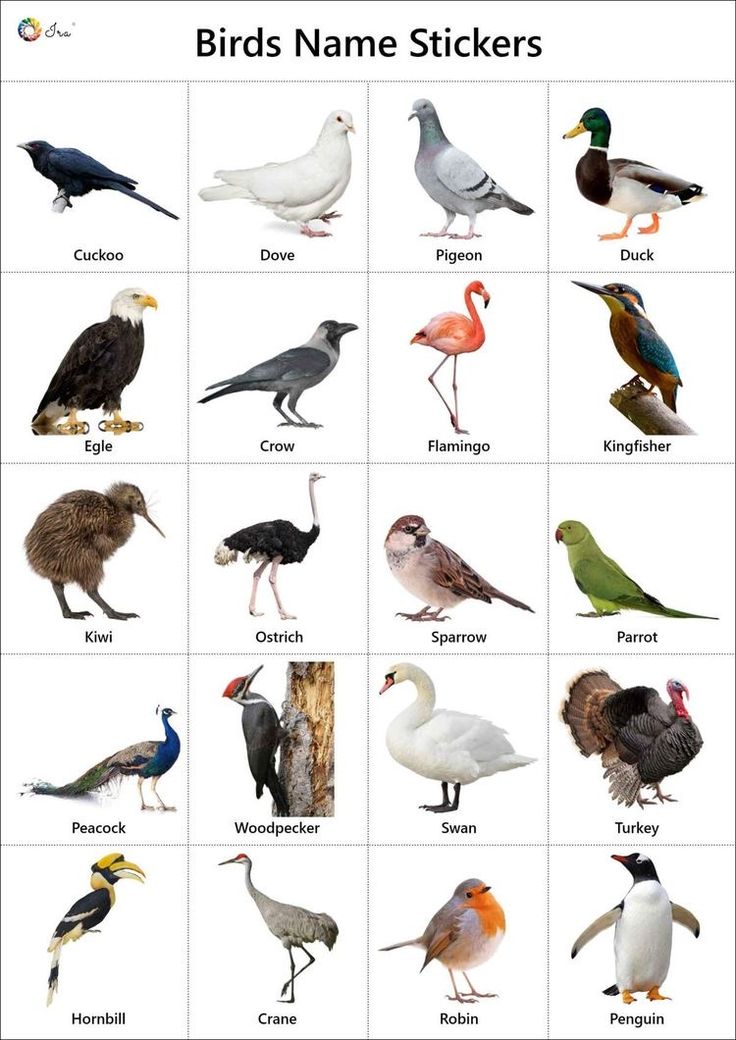 Birds names